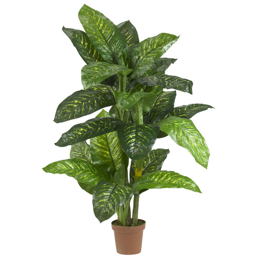 HYGGE CAVE | 5' DIEFFENBACHIA SILK PLANT (REAL